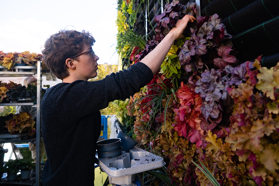 A person placing plants into the living wall of the chicken mural
